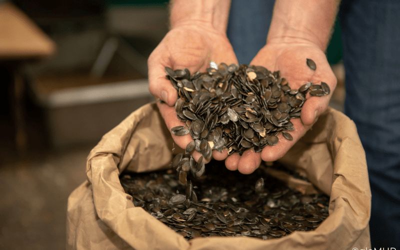 Kürbiskerne in der Hand